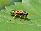 eliminare vespe