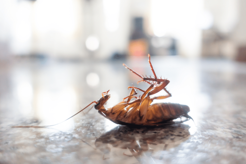 Una blatta marrone morta sul ripiano di una cucina