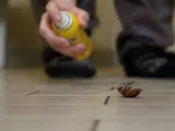 Una persona che spruzza l'insetticida su un blatta morta