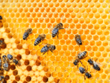 Alveare delle api