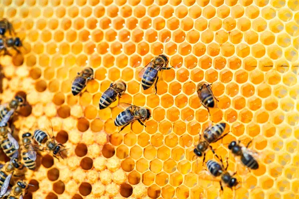 Alveare delle api: un mondo straordinario all’interno di una comunità organizzata