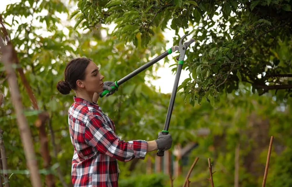 Manutenzione alberi e sicurezza domestica