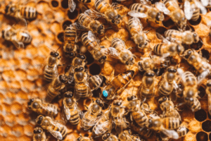 l'alveare delle api