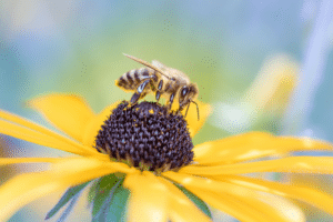 ruolo delle api nell'alveare